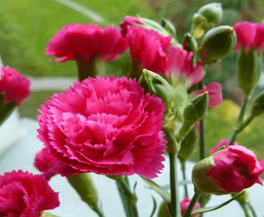 Hoa cẩm chướng