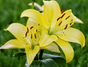 hoa tươi 20/10 cho những người phụ nữ sang trọng, quý phái