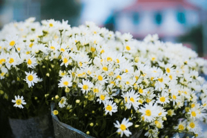 hoa tươi 20/10 cho những người phụ nữ cá tính, mạnh mẽ