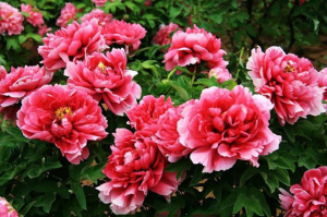 Hoa 20/10 – con yêu mẹ nhiều lắm